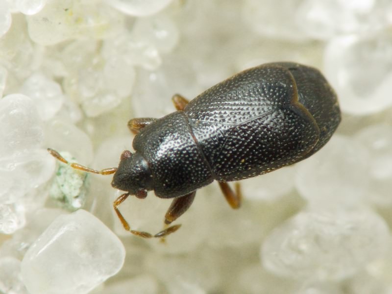 Plinthisus pusillus (Scholtz, 1847)